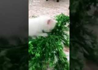 أجمل قطط شرازية