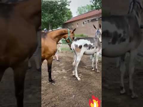 تزاوج حصان وحمارة Horse Mating