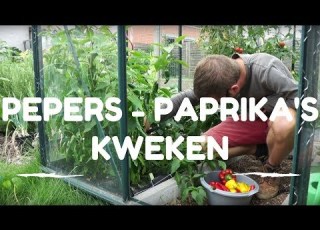 Pepers En Paprika S Kweken Van Zaaien Tot Oogsten