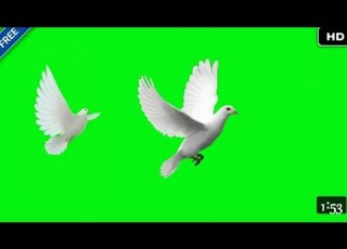  GREEN SCREEN Dove Birds Flying Effect HD No Copyright Free Download Chroma Key Dove Pigeon