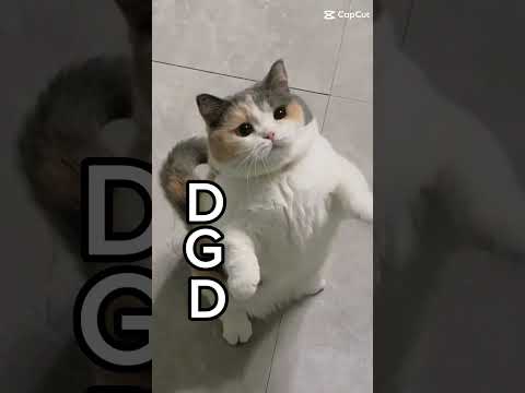 DaNçA GAtInHo DaNçA Meme N Tão Meme Kk Viral Follow Capcut Tiktok Tiktok Gatos