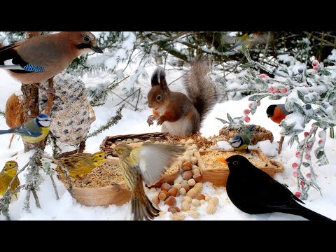 Cat TV For Cats To Watch Hang Out With Red Squirrels And Beautiful Birds 10hrs Winter Fun For All Cat TV For Cats To Watch Hang Out With Red Squirrels And Beautiful Birds 10hrs Winter Fun For All