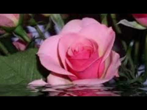 فليقولوا عن حجابي أحمد بو خاطر