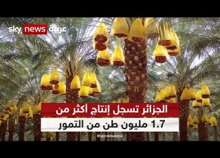 الجزائر تسجل إنتاج أكثر من 1 7 مليون طن من التمور هذا الموسم مراسلو سكاي سكاي الجزائر