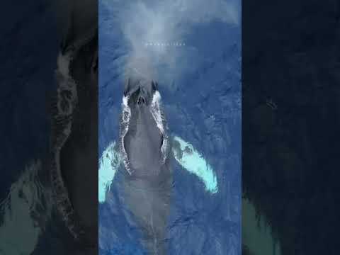 HAWAII HUMPBACK WHALE SEASON 2026