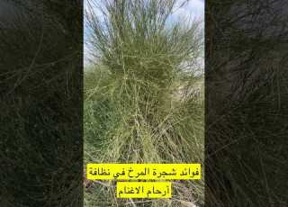 فوائد شجرة المرخ للاغنام
