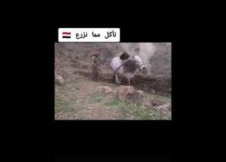  نأكل مما نزرع اليمن وصاب العالي