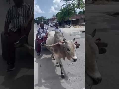 Kiboribo Yuko Kijamii Zaidi Ona Alivyosafiri Na Gari La Ngombe Hadi Mnarani