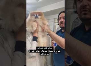 شنیدن صداهای اضافی قلب در پامرانین یا سوفل قلبی سوفل های قلبی می توانید فیزیولوژیک یاپاتولوژیک باشد