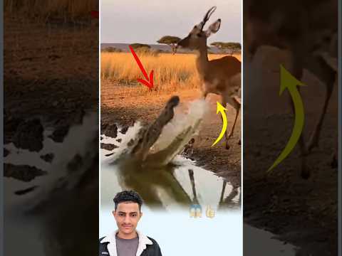 حين يبلغ الارتباك مداه وتنعدم الحيلة يظهر تدبيرالله في أخطر حين Youtubeshorts Funny Trending