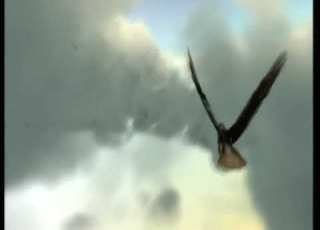 Nat Geo Wild Ident 2008 2013