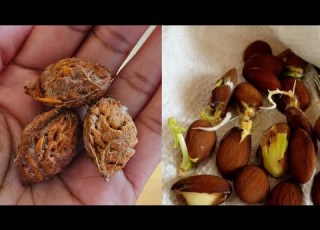  كيفية إنبات بذور الخوخ دون التقسيم الطبقي البارد
