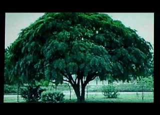  Lew Douglas Orchestra V Tony Fontaine Beneath The Chinaberry Tree 1950