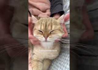 How To Give Your Cat A Head Massage Shorts