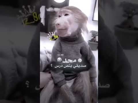 حال الطلاب في رمضان