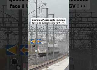  Quand Un Pigeon Reste Immobile Face à La Puissance Du TGV Tgv Train Speed Pigeon