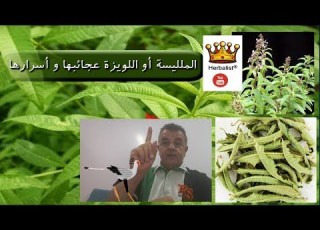 أوراق شجرة الملليسة اللويزة عجائبها و أسرارها و فوائدها العظيمة للانسان