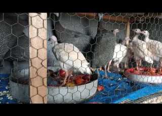 Kwa Mahitaji Ya Kanga Weupe Na Wamadoa0742974246