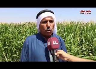 زراعة 35 ألف هكتار بمحصول الذرة الصفراء في حلب سورية