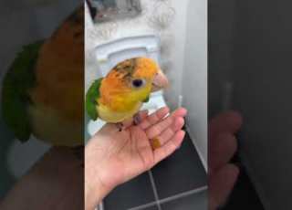  Yaprak Ihtiyacını Nerede Gidereceğini öğrendi Artık