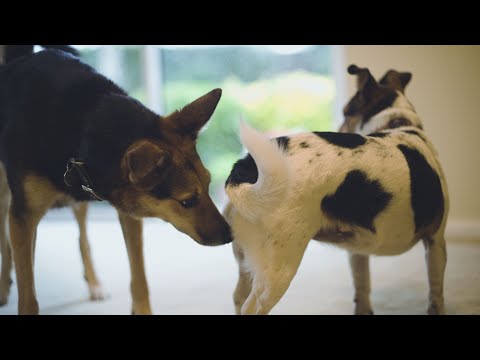 My Dog Wants To Breed Fixed In 3 Steps