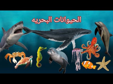 الحيوانات البحريه للاطفال عالم الحيوان أطفال الكائنات البحريه Sea Animals Kids Vocabulary