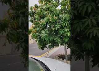 سلبيات مانجو العويس