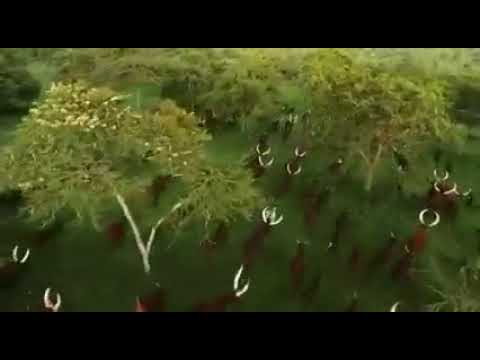 Long Horned Ankole Cattle