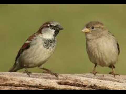 چۆلکە لە خەوندا چۆلکە لە خەوندا