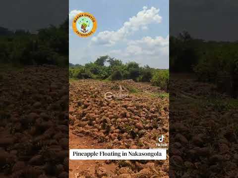 Abalimi B Ennaanasi E Nakasongola Bali Mu Maziga