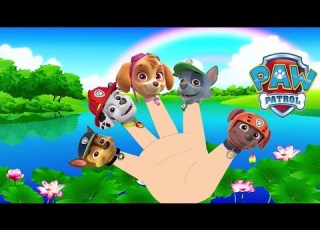  Comptine Pour Les Enfants Paw Patrol Finger Family Song Nursery Rhymes For Kids