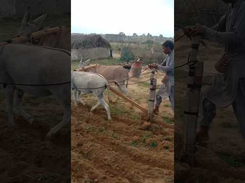 حراثة الأرض القاحلة بالحمار Animals الظروف Cowgoat Automobile الجيلي Farmanimal Camel Cow