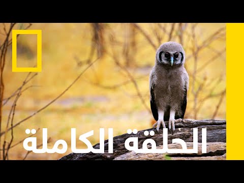 أعظم معماريي الطبيعة براري إفريقيا ناشونال جيوغرافيك أبوظبي