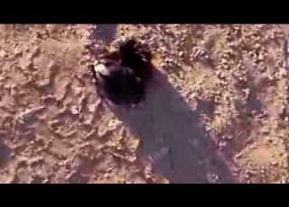  معركة بين ذيب وصقر
