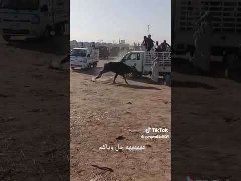 جاموسه متوحشه