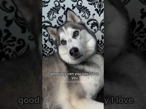 Coureoantolym Gmail Com