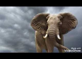  African Elephant Sound Effect
