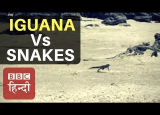 Iguana Vs Snakes Race Of Death Video Won BAFTA Award BBC EARTH