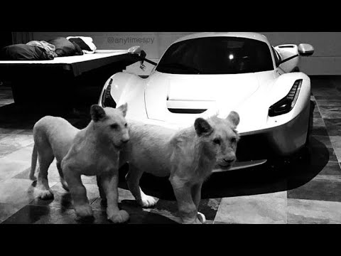 معلومات عن قرين الانثى العاشق ملكي قريني عالم القرين