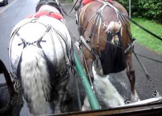  Peeing Horse
