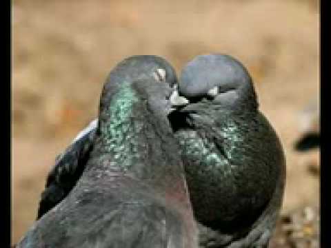 Hüseyin Tatar Nabe Hanili Mahir 3gp