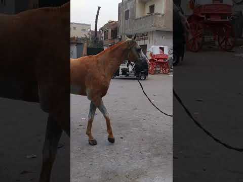 She Dyed Her Horse With Henna قام بصبغ حصانه بالحناء Shorts Horse Henna Subscribe Egyptian