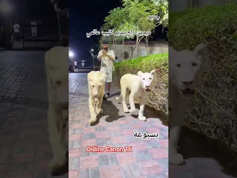 جديد ديدين كليب عالمي Music ديدين كلاش Didinecanon16 Rap Trapking Phobiaisaac Babygang جديد ديدين كليب عالمي Music ديدين كلاش Didinecanon16 Rap Trapking Phobiaisaac Babygang