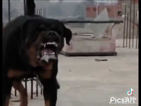 عندي كلب رايحه منو اسمو سيزر1