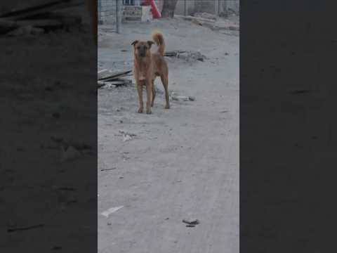 هجوم كلاب سائبة على كلبي كوجي