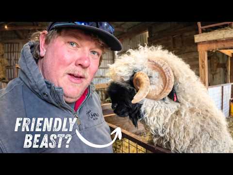 Ich Konnte Nicht Glauben Was Diese Schafe Wert Sind