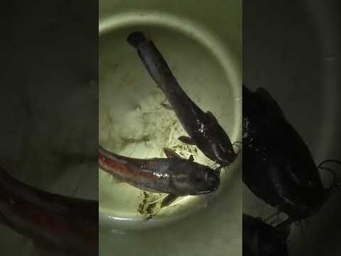 المراره اول موسم في شهر ثلاثه صيد القرموط