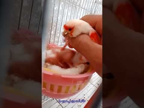 مين عنده هل مشكلة وشو الحل الانثى ترمي الفراخ بسبب الخواتم مين عنده هل مشكلة وشو الحل الانثى ترمي الفراخ بسبب الخواتم