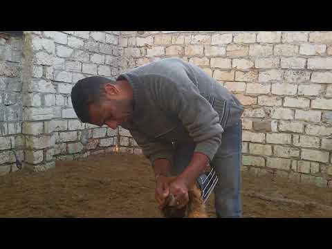 طريقه سهله لجواز كلبتك لأول مره مع كابتن ابونور 01003035709