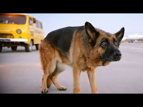 كلب بينتظر صاحبه الى اتخلى عنه فى المطار مع وصول كل رحلة عشان يرجعله ملخص فيلم Palma كلب بينتظر صاحبه الى اتخلى عنه فى المطار مع وصول كل رحلة عشان يرجعله ملخص فيلم Palma